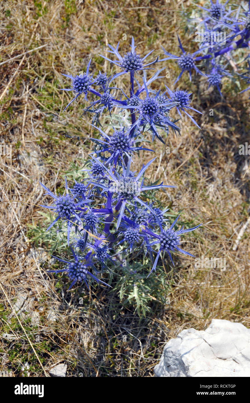 flat sea holly, blue eryngo, FlachblattMannstreu, Flachblatt