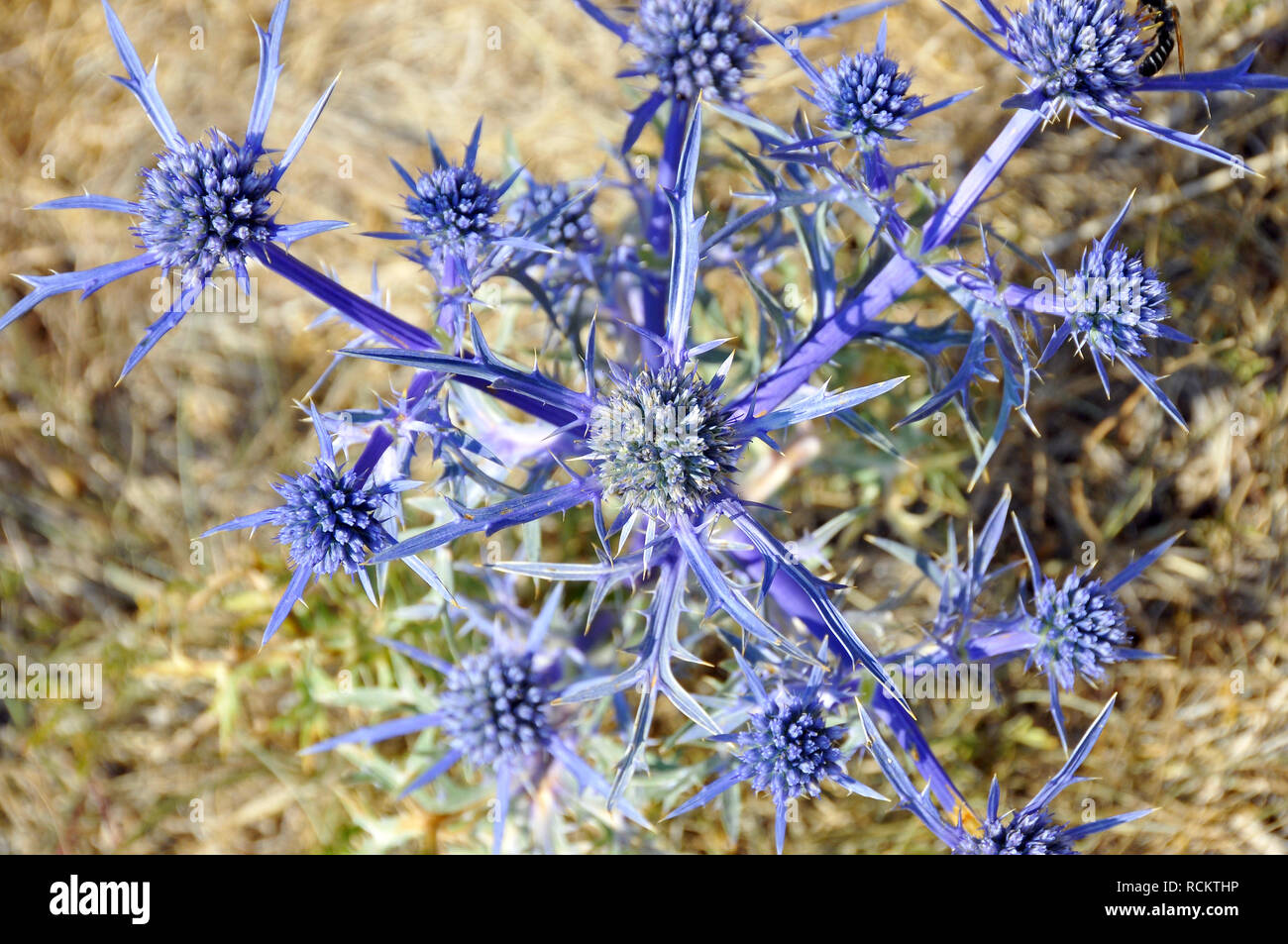 flat sea holly, blue eryngo, FlachblattMannstreu, Flachblatt