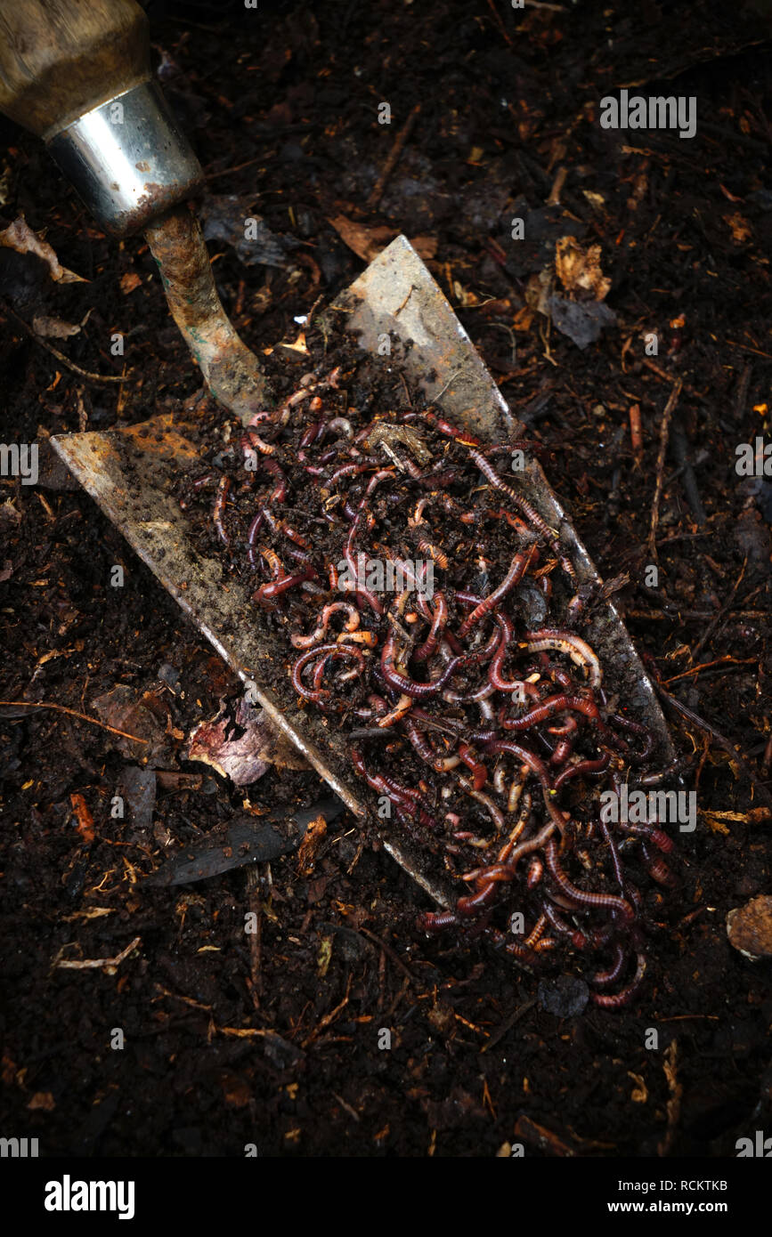 Brandling worms on a garden trowel Stock Photo