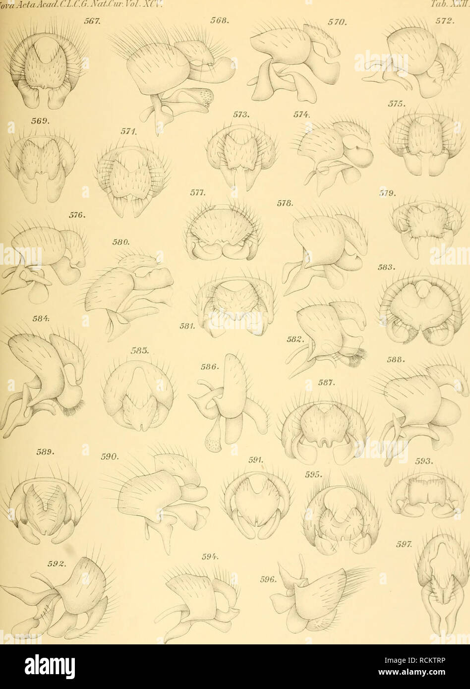 Die Anthomyiden Anthomyiidae Joir Arfaacad Cl C G Natfur I O Xcv 567 508 Dtkdziedmiipraepet Del J Schnabl Und H Nzicdzickl Anthomijid Ji Taf Lhii Anslr Pitd Sc Iind L Y Please Note That These Images Are Extracted From Scanned Page