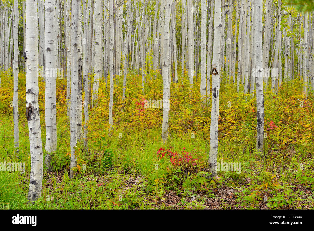 Aspen woodland in late summer, Fort Providence, Northwest Territories, Canada Stock Photo