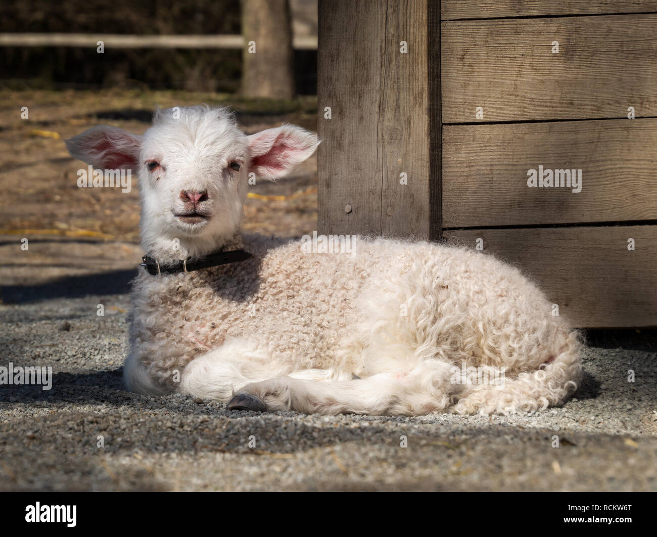 baby sheep - lamb - resting in summer sun Stock Photo