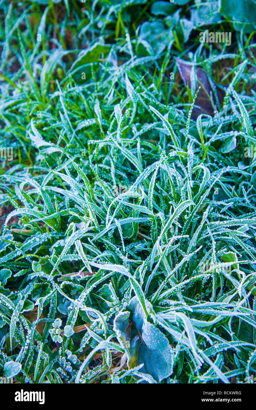 Frosty grass. Stock Photo