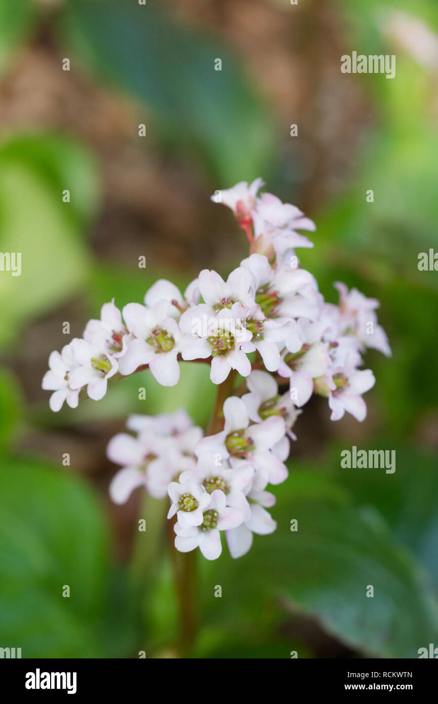 Bergenia 'Bressingham White' flowering in Spring. Stock Photo