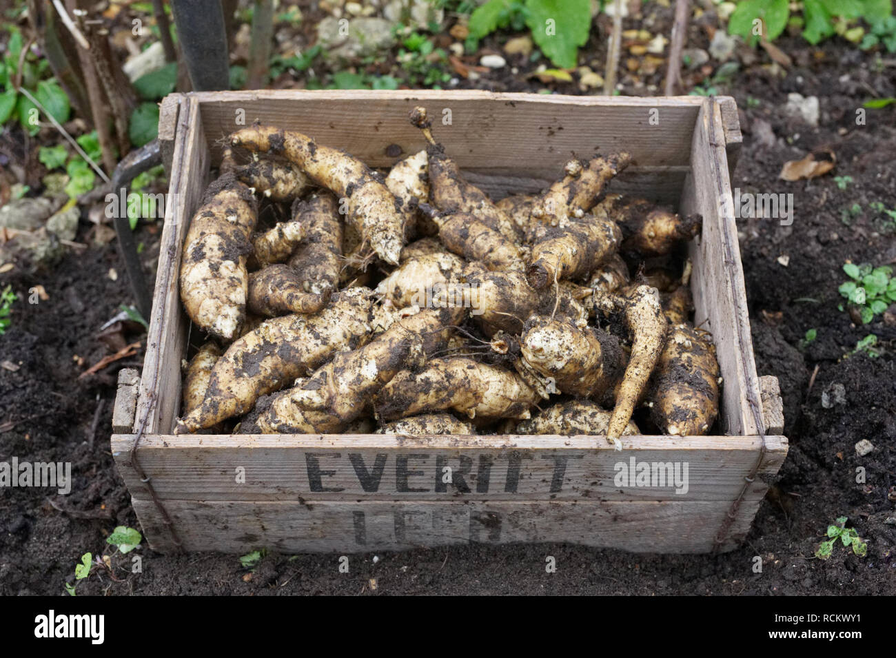 Helianthus tuberosus 'Fuseau'. Harvesting Jerusalem Artichokes Stock