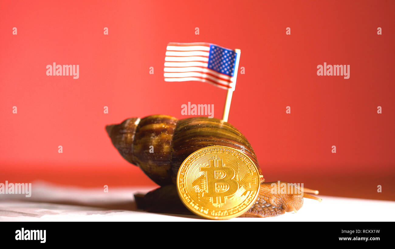 Snail with american flag on back and crypto BTC bitcoin coin Stock Photo