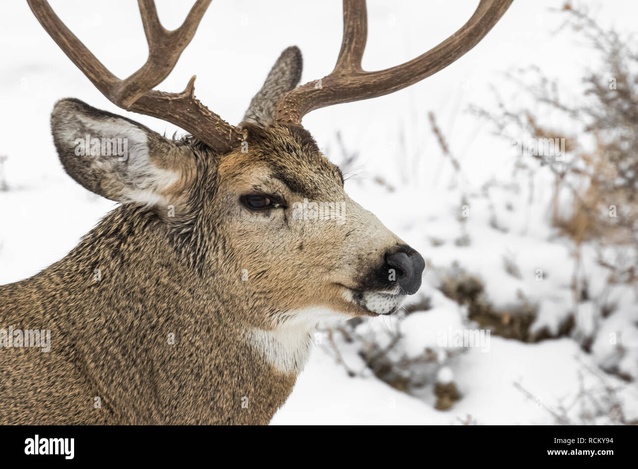 Mule Deer, Odocoileus hemionus, buck with antlers during a wintry November in the South Unit of Theodore Roosevelt National Park, North Dakota, USA Stock Photo