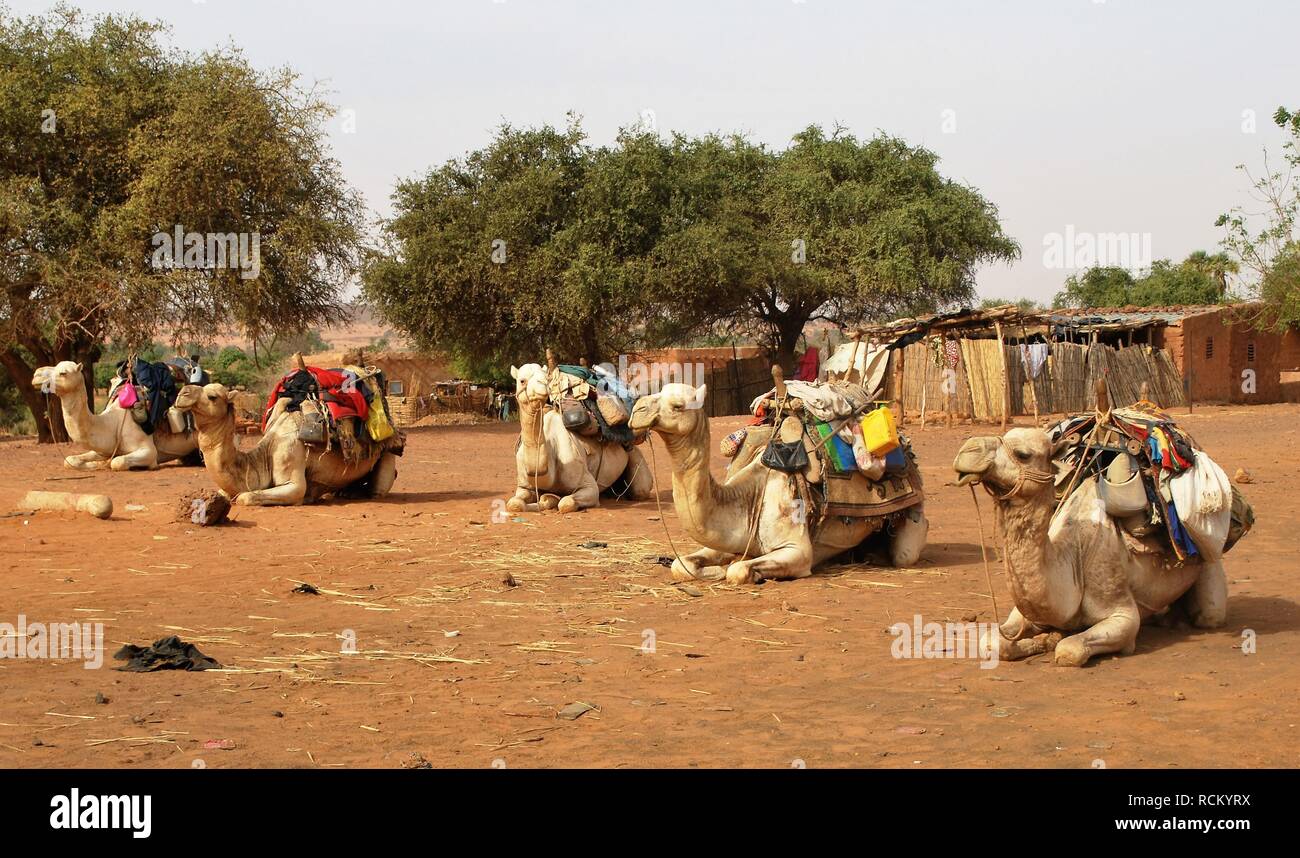 Five camels with loaded saddles sit and wait for their riders in Niger, Africa Stock Photo