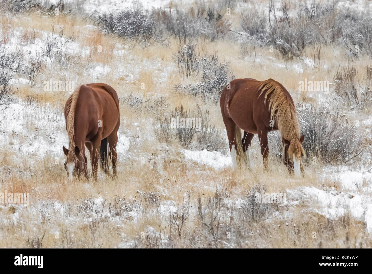 Wild Horses, Equus caballus, grazing in a snowy November grassland in the South Unit of Theodore Roosevelt National Park, North Dakota, USA Stock Photo
