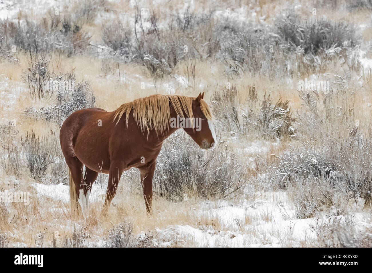 Wild Horse, Equus caballus, grazing in a snowy November grassland in the South Unit of Theodore Roosevelt National Park, North Dakota, USA Stock Photo