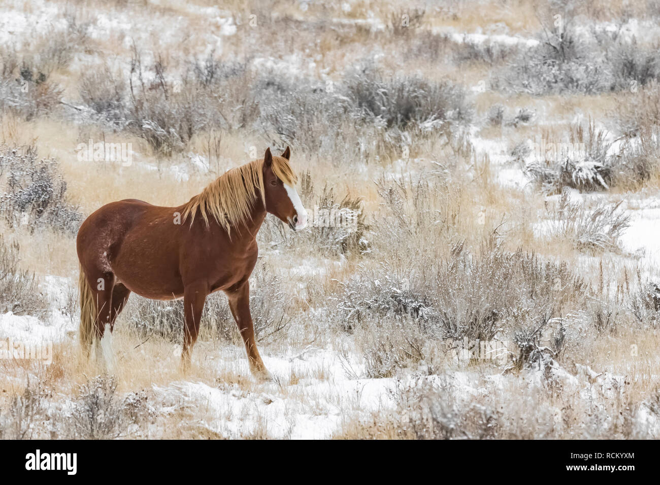 Wild Horse, Equus caballus, grazing in a snowy November grassland in the South Unit of Theodore Roosevelt National Park, North Dakota, USA Stock Photo