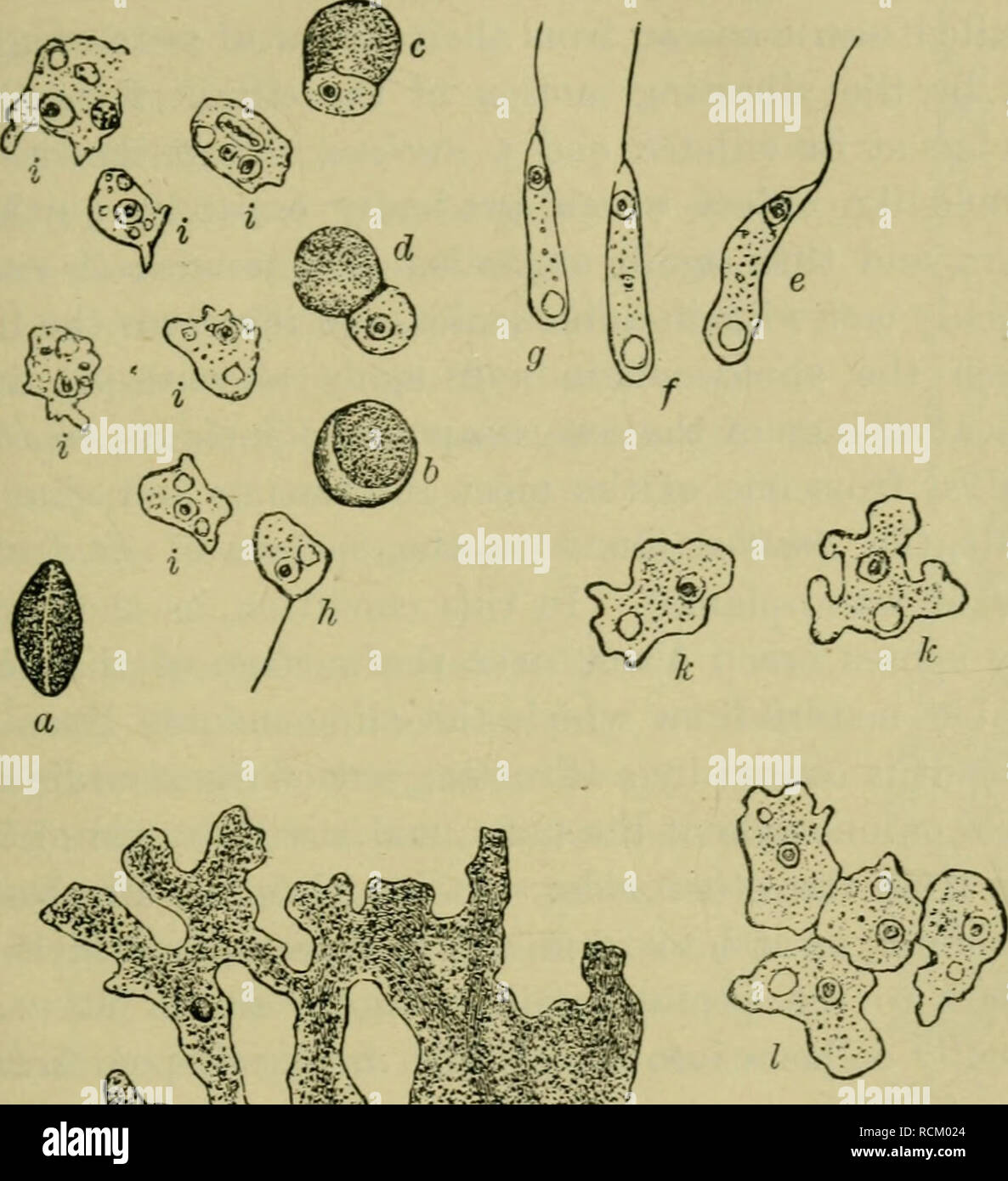 . Elements of botany. Plants. PROTOPLASM AND ITS PROPERTIES. 127 their microscopic size, but still more in their lack of an embryo. The spores of slime-moulds are capable, wlien kept dry, of preserving for many years their power of germination,. Fig. 102. —a Slime-Mould, (rt-m, inclusive, magnified 540 times, n magnified90 times.) but in the presence of moisture and warmth they will ger- minate as soon as they are scattered. During the process of. Please note that these images are extracted from scanned page images that may have been digitally enhanced for readability - coloration and appearan Stock Photo
