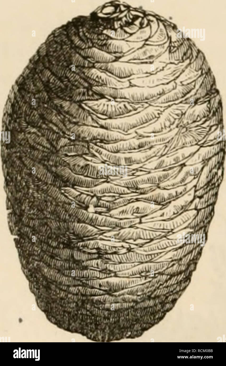 Deutsche Waldbaume Und Ihre Physiognomie Trees 14 3u Ber C Attunc Yarclie U Gt Irt Auct Cie Ebcr Uon Liba Non Larix Cedrus Y Qaht Tic In Il Rcm Atcrlanbe Turd I Rcn Issucl O Alle Unfcre 9tat Clbol5cr