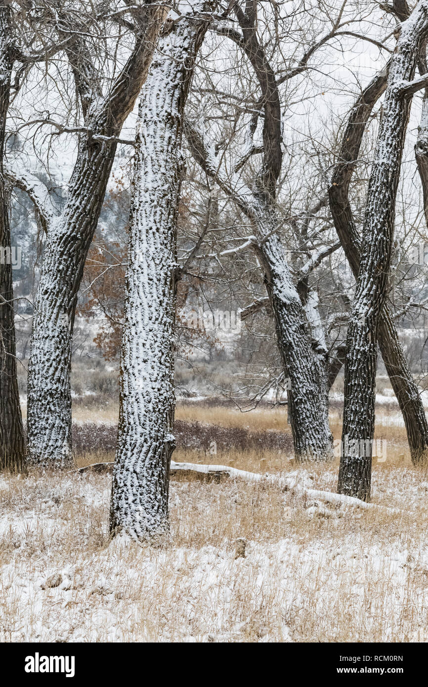 Plains Cottonwoods, Populus deltoides subsp. monilifera, in a snowy November landscape in Cottonwood Campground, Theodore Roosevelt National Park, Nor Stock Photo