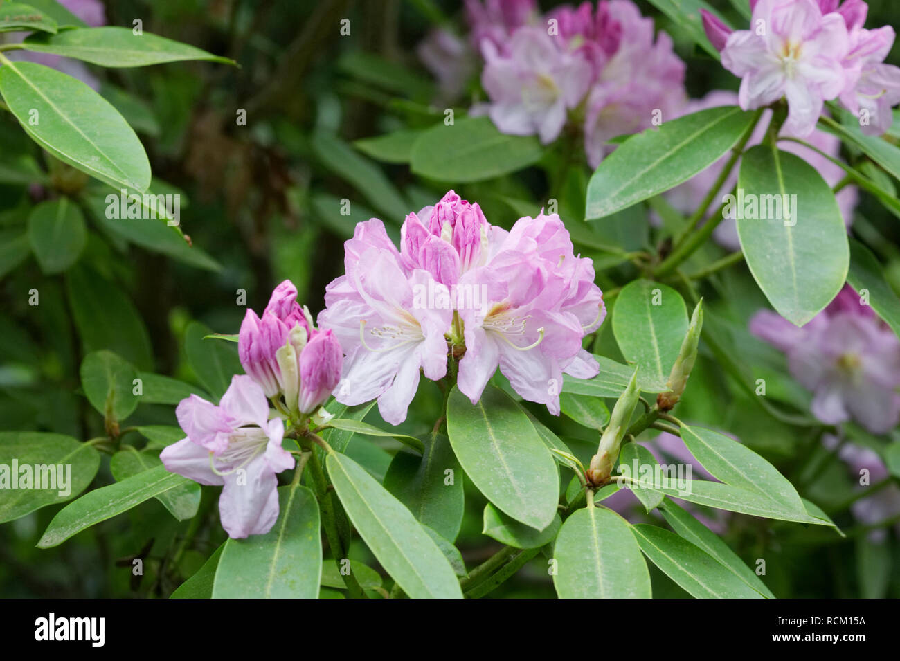 Pink flowered Rhododendron. Stock Photo