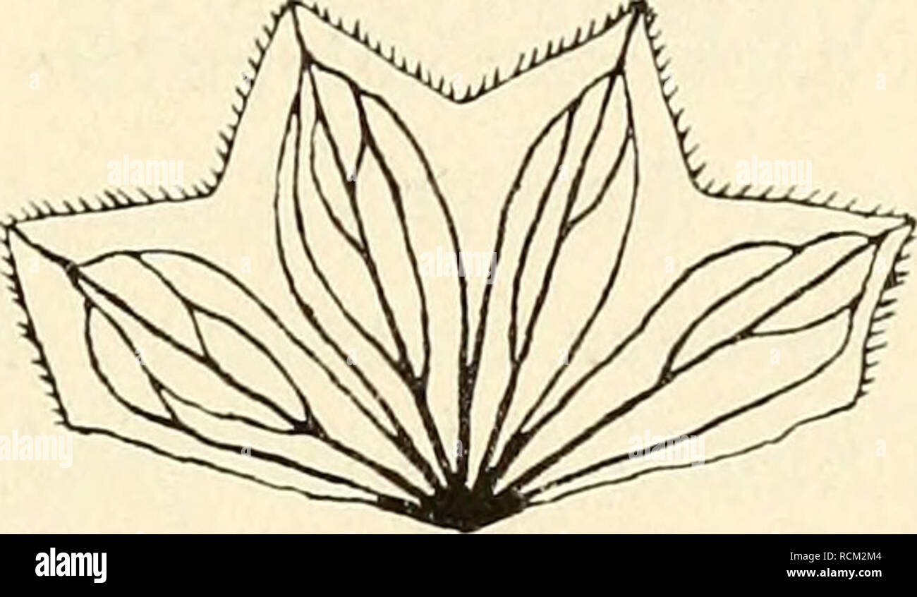 . Die Gefässpflanzen der Magellansländer; nebst einem Beitrage zur Flora der Ostküste von Patagonien. Plants -- Magellan, Strait of (Chile and Argentina); Plants -- Patagonia (Argentina and Chile). SVENSKA EXPEDITIONEN TILL MAGELLANSLÄNDERNA. BD III. N:0 5. 251 lanceolatis, subreflexis fissus; corolla infundibuliformis, tubo fere cylindrico, calycem longe superante, pallide sordido- viridis, 5-lobata, lobis suborbicularibus, marginibus remote minutissime glandulosis; stamina parum exserta, filamentis gracilibus, e medio corollae egredientibus, basi pilosulis; Sty- lus staminibus vix longior, s Stock Photo