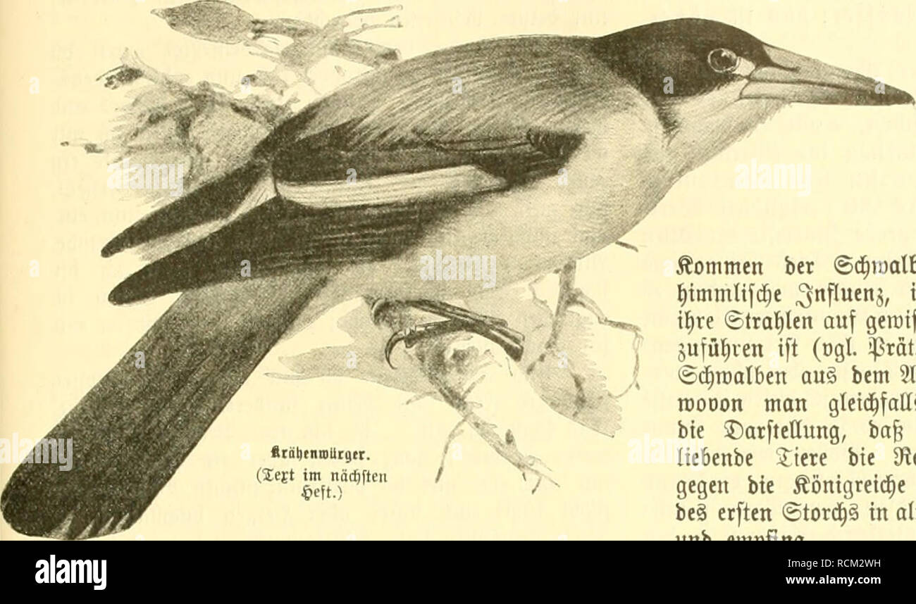 Die Gefiederte Welt Birds Lt Rt 48 Sbciganb Iiter8gtauer Xaqt Aunba A On Wbebor Iinb Lt Btdaawi 381 Tuts Tanet A Age Ttttbe Von Beoat Uttb Sbon Dr 8 Ffieiganb Ao R A 9w Scfttus 9 A Sbru F Oetboten