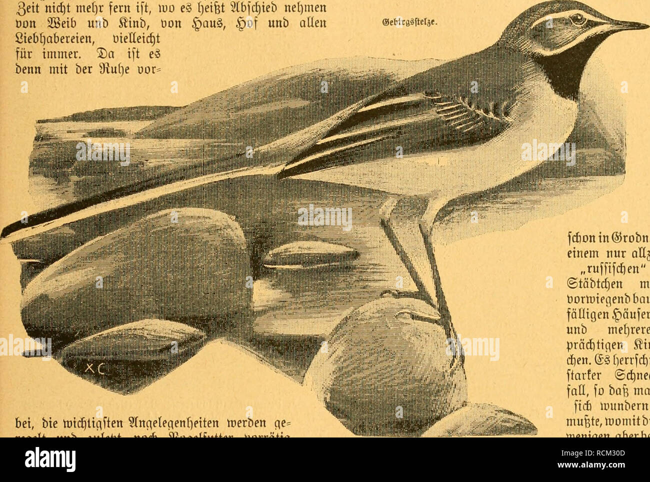 Die Gefiederte Welt Birds C 9 39uffe Ornitoologifd E Ssrie I