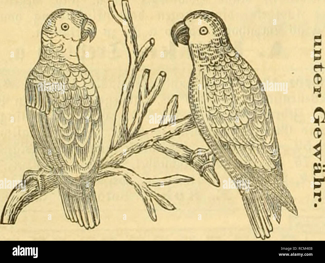 Die Gefiederte Welt Birds 530 5die Geficberte Sbelt 3 Quot Quot P Ssogellieb Abcr 30 Quot W A A N I Quot Quot Mv 49 C D Voilel Feipjij I Iolils Gnorr Unb Iogentollet 3u Terei Xina Oftdcvfana T Gt Nrscr Tnnovicn A C Er