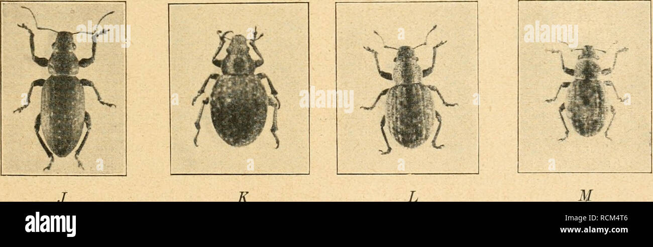 . Die forstinsekten Mitteleuropas. Ein lehr- und handbuch. Trees; Beneficial insects. H. J K L Abb. 160. Verschiedene Kurzrüßler. A Otiorrhynthus sensitivus Scop., B Otiorrh. niger F., C Otiorrh. singularis L , D Otiorrh. ovatus L., E Phyllobius psittacinus Germ., F Phyllobius urticae Deg., G Polydrosus (Metallites) mollis Germ., H Polydrosus micans F., J Brachyderes incanus L., K Cneorrhinus plagiatus Schall., L Strophosonuis coryli F., IM Strophosomus obesus Marsh. 2 —3 mal vergr. Original. (Phot. Seiff.). 6. Rücken des Rüssels mit breiter Längsfurche, die nach vorne allmählich breiter und t Stock Photo