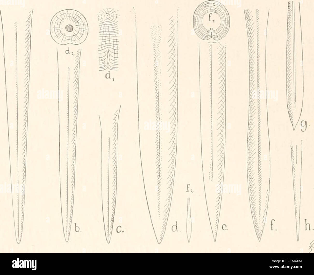 . Die fossilen Tintenfische; eine paläozoologische Monographie. Cephalopoda, Fossil. 246 IV. Teil: Die Belemnoidea oder Belemniten-artigen Tintenfische. Fig. 64 c dargestellte Belemnoidenart beziehen, deren Zugehörig- keit völlig dunkel ist. (Vgl. Belemnoteuthis!) Rhaphibelus acicula ist ein auffallend kleiner dünner, aus- gesprochen nadeiförmiger Belemnit der Solnhofener Schiefer ohne erkennbare Furchen und von kreisrundem Querschnitt. Er erinnert in der Form an die gestreckten dünnen Salpingoteuthisarten (S. gracäis, Fig. 86 b), kann aber natürlich nicht damit vereinigt werden, dazu ist der  Stock Photo