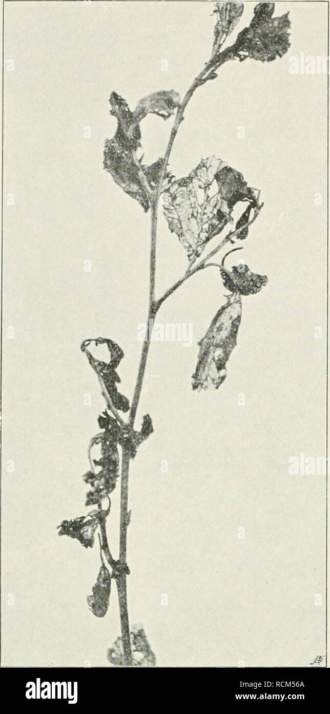. Die forstinsekten Mitteleuropas. Ein lehr- und handbuch. Trees; Beneficial insects. 196 IL Spezieller Teil Keller (1917) beobachtete einen recht auffallenden Fraß an der Gott- hardbahn zwischen Faido und Airolo, an Grauerle (Abius incana). In den Jahren 1903 und 1904 konnte man dort von der Eisenbahn aus zahlreiche insel- artig zerstreute Fraßherde bemerken; am stärksten waren die Erlenbestände bei Rodi und Piatta befressen, die Kronen der Bäume waren wie ver- sengt. Die Erscheinung trat schon Ende Mai auf, und die meisten Fraßherde hatten eine Ausdehnung von 2—3 Hek- taren. In Schweden ist  Stock Photo