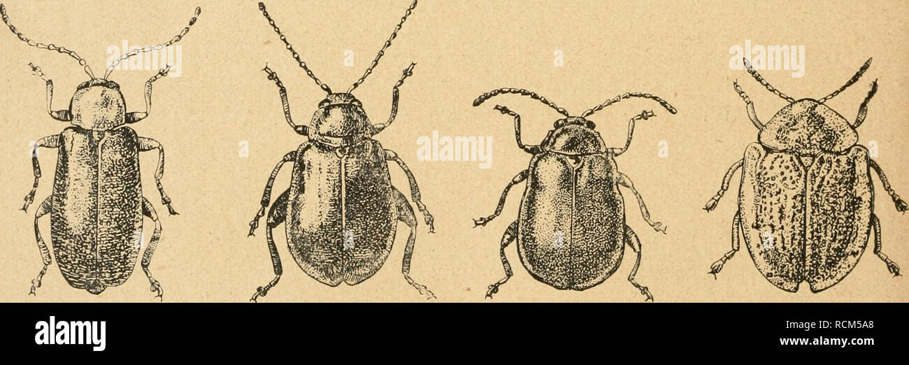 . Die forstinsekten Mitteleuropas. Ein lehr- und handbuch. Trees; Beneficial insects. K M Abb. 137. Verschiedene Chiysomeliden. A Crioceris asparagi L, B Clytra laeviuscula L., C Cryptocephalus pini L., D Melasoma vigintipunctata L., E Plagiodera versicolora Laich., F Phyllo- decta vulgatissima L.. G Phyllodecta vitellinae L., HPhytodecta viminalis L., J Luperus pinicola Dft., K Haltica quercetorum Foudr., L Agelastica alni L., M Cassida nebulosa L. Vergr. — Original.. Please note that these images are extracted from scanned page images that may have been digitally enhanced for readability - c Stock Photo