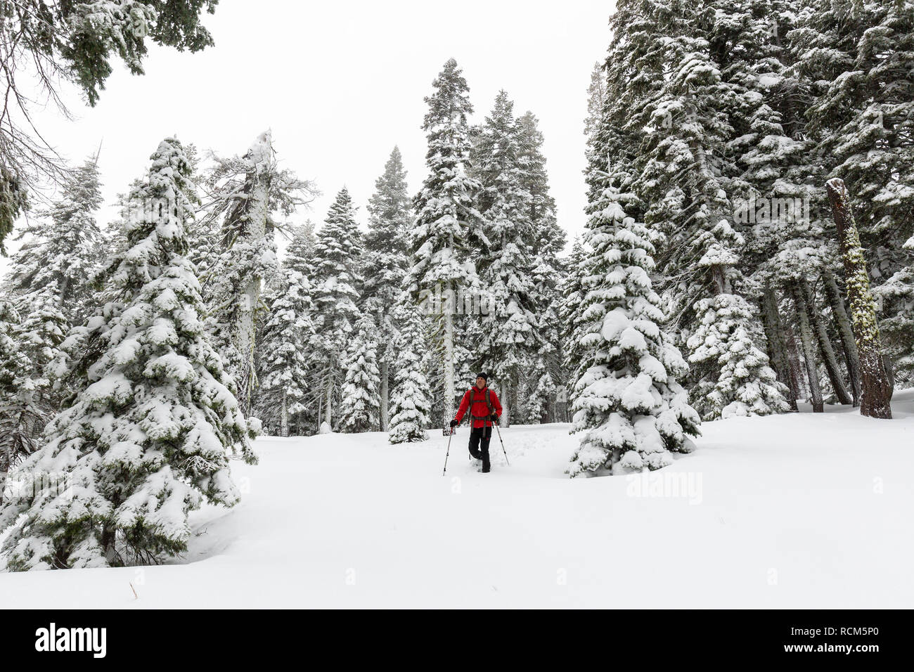 A snowshoer hikes through fresh powder in Eldorado National Forest, California. Stock Photo