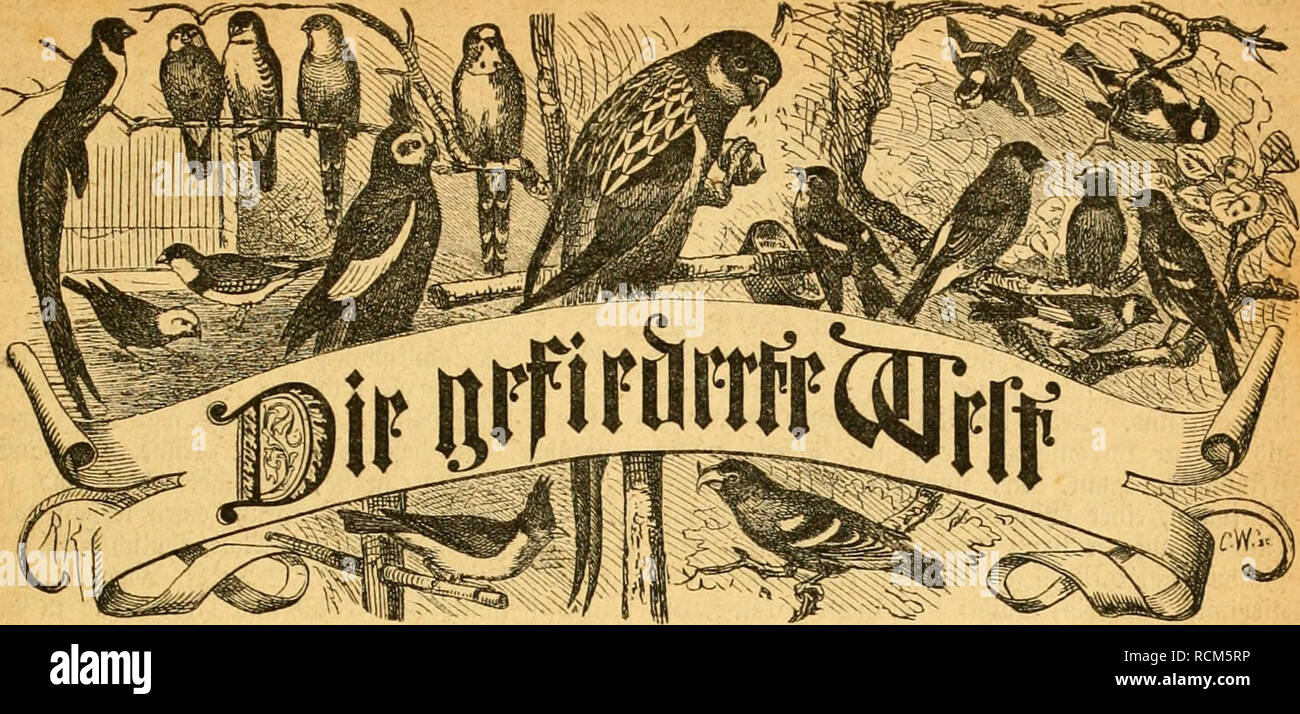 . Die Gefiederte Welt. Birds. 3eitfd)rift für ^^ogellicWjakt, ^3üt^tcr uuö ^ä^Ölet *Pcftcllmiiicn iMird) jcbc 'Biirf;- l)iinblung fciane jeiic foftniiftiilt. 5(Jreiö Dicrtel|(il)rlict) 1 Sl)lv. SBödjeiitlici) eine 5iiimnicr. ^crau^Sjcgcben von Dr. larl Hu^. Sln5eirtcn luctben bie flcfpaltciie ^'ctitjcile mit •2'/., Sgr.' bcrecftiiet uiib 4*cfte[luiigen fii ber ßjjjcbitioii iinb äicbiiftion eiifoec(eiigenommcii III. ^rtörgrtng. Berlin, Dm 29. gJftfoecr 1874. Hr. 44. Sic ©old^fttd^taiiBcn bcr grau 9)rm5effin Äarl Ben *Pnnif;cn. — Sertdit über bie bici^jäBriijc IVrftciflcrung in 3(ntUH'r(.icn. —  Stock Photo