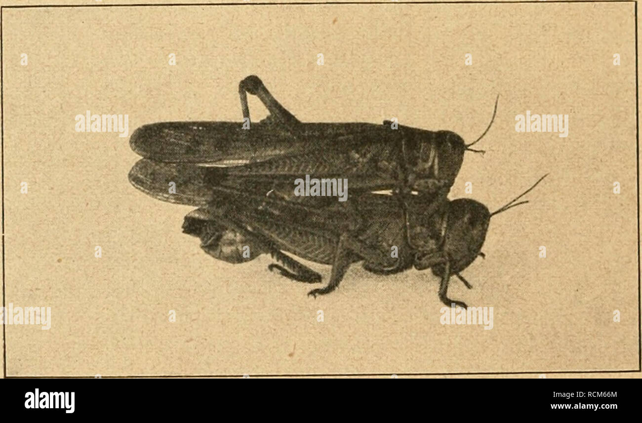 . Die forstinsekten Mitteleuropas. Ein lehr- und handbuch. Trees; Beneficial insects. A Ordnung Orthopteia. und Fangheuschrecken), Corrodentia (Termiten, Holzläuse, Federlinge und echte Läuse), Jhysanoptera (Blasenfuße) und endlich die Embidiaria. Für uns haben nur die Oiihoptera s. Str. größeres Interesse; die meisten der übrigen haben forstlich (wenigstens in unserem Faunengebiet) nur eine sehr geringe Bedeutung, so daß wir sie nur kurz zu besprechen brauchen, einige [Phasmoidea, Embidiaria) sind forstlich gänzlich indifferent und können ganz außer acht gelassen werden. 1, Ordnung: Orthopter Stock Photo