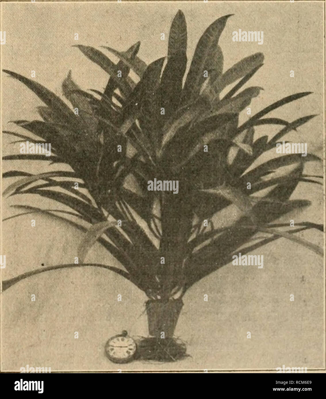 . Die Gartenwelt. Gardening. Zweckmäßige Stecklingsvermehrung besserer Handelspflanzen. Bild 4. Croton Warrenii, der in kleinem Stecklingstopfe, ohne umgetopft zu sein, zu einer verkaufsfähigen Pflanze herangewachsen ist. abgehärtet und können unter günstigen Umständen in 6 bis 8 Wochen nach dem Stecken, ohne einen neuen Trieb gemacht zu haben, verkauft werden. Eigentlich ist der junge Croton so am schönsten (Abbildung 3 und 4, C. Alexander III. und C Warrenii), er steht noch in der vollen Pracht der herrlich gefärbten Sommer- blätter. Zeigt sich beim späteren Verpflanzen, daß diese Jung- pfla Stock Photo