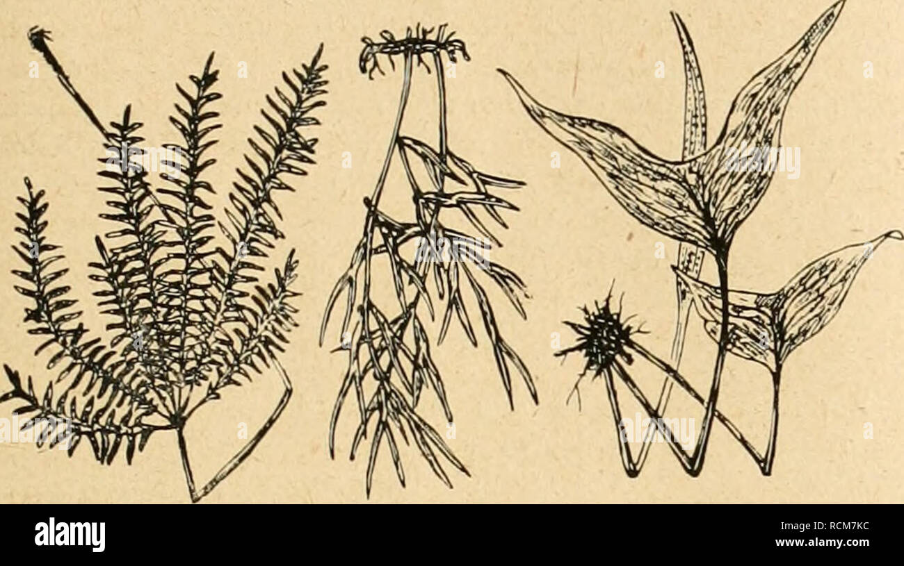 . Die Gartenwelt. Gardening. XXIII, 44 Die Gartenwelt. 347 Gärten und sonstige Anlagen verschönern helfen. Größten- teils sind es hygrophile Farne, welche Feuchtigkeit und Schatten lieben, nur ein kleiner Teil ist xerophytisch, das heißt, er bevorzugt trockene Standorte, Felsen und Steppen, wie Cheilanth.es, Jamesonia. Pellaea, Aneimia, Nothochlaena, Ceterach, Doryopteris, Elaphoglossum und einige Gymno- gramma. Unter den hygrophilen Farnen gibt es auch Epiphyten, welche Baumstännme und deren Aeste auf humusreichen Stellen bewachsen, wie Platycerium und Dry- naria. Diesen schließen sich die Sc Stock Photo