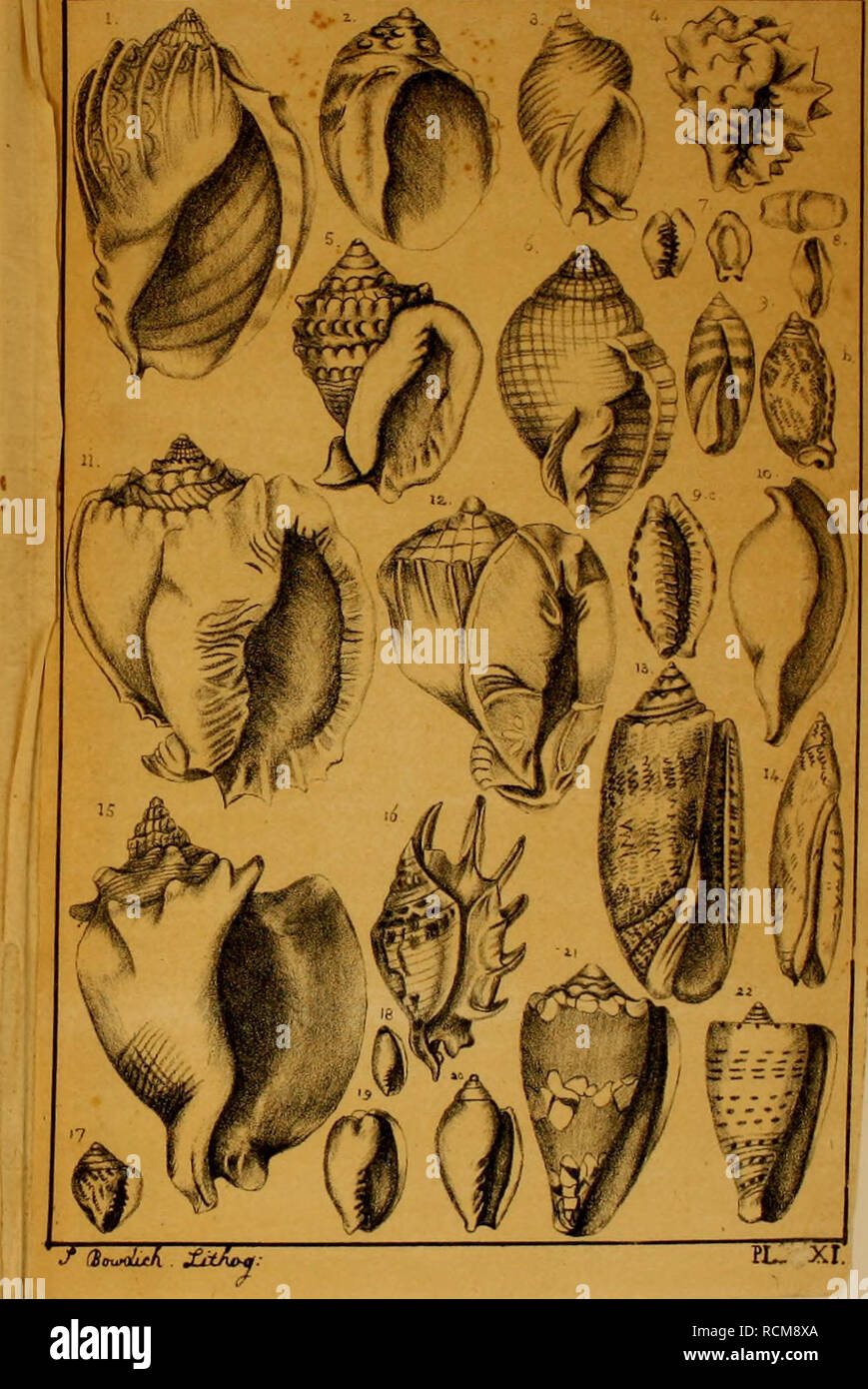 . Elements of conchology, including the fossil genera and the animals. Mollusks; Mollusks, Fossil. H. Cassis glauca. 12. . harp&amp;formis. 13. Oliva lillerata. 14. Terebellum punctatum. 15- Slivmbus pugilis. 16. Pterocera lambis. 17. Colombella hilaris. 18. Volvaria monilis. 19. Marginella bimarginata. 20. . sub-cmrulea. 21. Conus nocturnus. 22. . betulinus.. pl. xr.. Please note that these images are extracted from scanned page images that may have been digitally enhanced for readability - coloration and appearance of these illustrations may not perfectly resemble the original work.. Bowdich Stock Photo