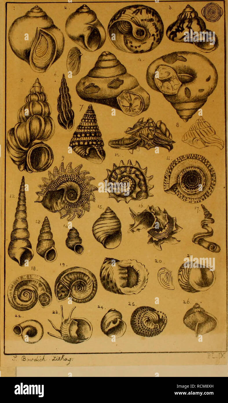 . Elements of conchology, including the fossil genera and the animals. Mollusks; Mollusks, Fossil. 13. Cfclostoma mumia. 14- â¢ â elegans. 15. Paludina fasciata (Helix vivipara, Lin.) 16. Delphinula. 47. Vermelus, Adans. 18. Euomphalus penlangulatus 1 â 19- â â¢ catiUus, jsowei-by. 20. Nerita Malaccensis, and its operculum. 21. Neritina zebra. 22.Vatvata spirorbis, Drap. 23. Clilhon coronata. 24. Natica. 25. Monodonta. 26. lanthinafragilis.. Please note that these images are extracted from scanned page images that may have been digitally enhanced for readability - coloration and appearance of  Stock Photo