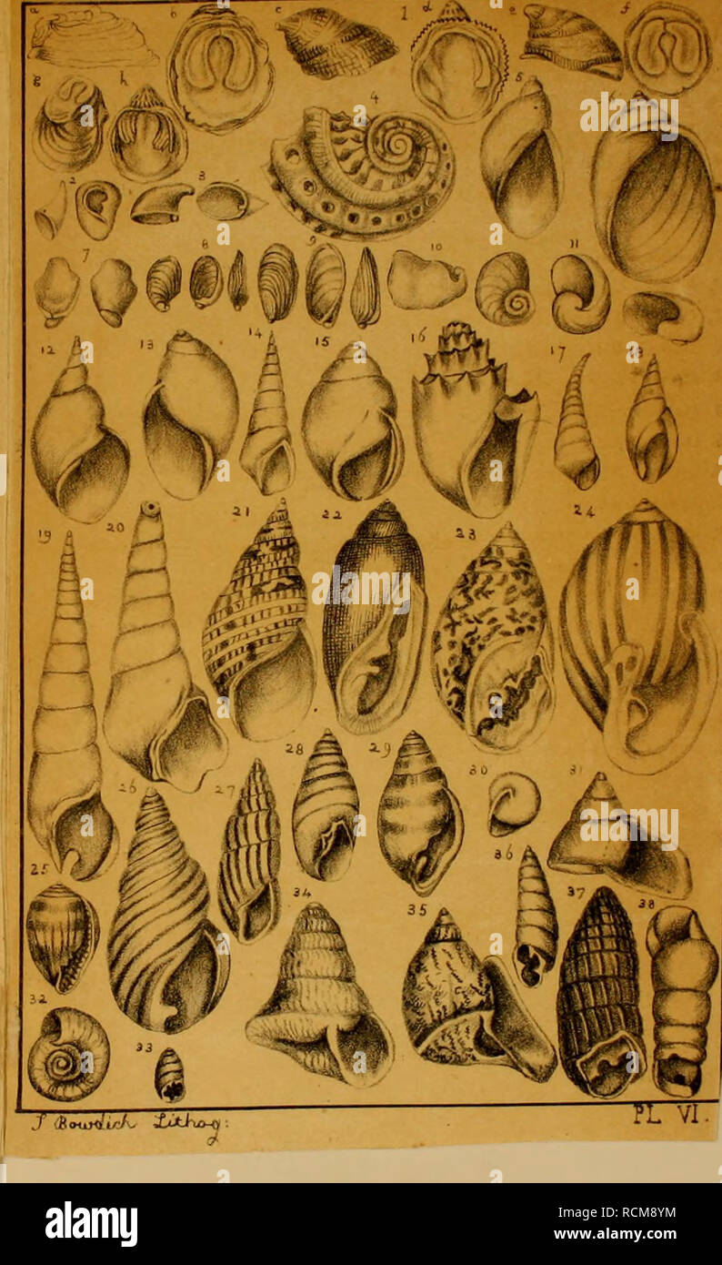 . Elements of conchology, including the fossil genera and the animals. Mollusks; Mollusks, Fossil. Btelania- Melantho. Melania amavula. Metanella Dufi-esnii. Melanopsis. Melarwmona. Pyrene, Lam. Melanalria. Phasianella picta. Auricula Judwa- Scarabus imbrium, Leach. Carychium undulatum. Leach. Conovula coniformis. Achalina Virginiana. Bulimus radiatus. Bulimulus trifasciatus. Tomatella fasciata. Hclicina neriiella. Bulimus auris-leporis (moust). Plannrbis. Bulimus ocularis. Pupa mndiolinus. Bulimus auris-leporis. Clausilia. Pupa. Bulimus decollalus.. Please note that these images are extracted Stock Photo
