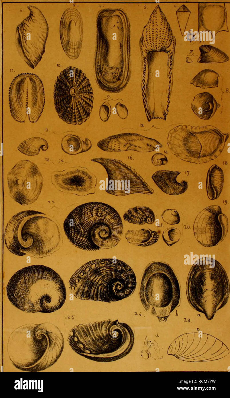 . Elements of conchology, including the fossil genera and the animals. Mollusks; Mollusks, Fossil. 1.5. Umbrella Indica. 16. Carinaria viln-a. 17. DolatKlla. 18. Bulliea. 19. Bulla aperta- 20. Infunclibulum echinulatum. 21. Slomalia phymotis 22. Stomatella imbricala. 23. Septaria seu Navicella (Patella BorbonicaJ a. Back view. Z». Under .. c. Side . d. Operculum. 21. Hal/otis vulgaris. 25. Sigarelus concavus. Some of the figures in this Plate arc inadvertently reversed.. U.a.ll.tk.j ?r^r. Please note that these images are extracted from scanned page images that may have been digitally enhanced Stock Photo