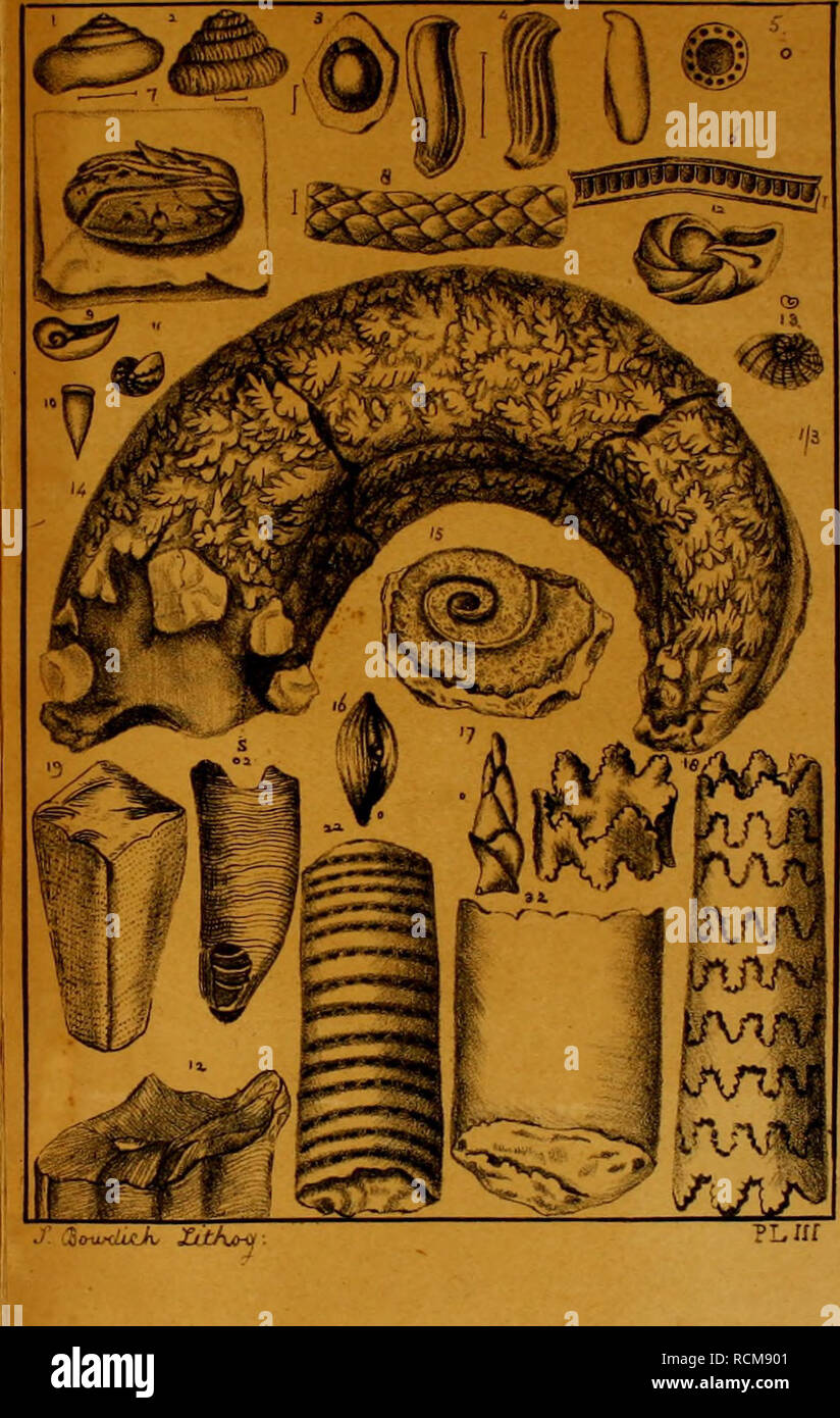 . Elements of conchology, including the fossil genera and the animals. Mollusks; Mollusks, Fossil. Argoiiaulites lavis. Vaginella depressa- 12. Orbulites. Cristelhria Ammonaceratites Lainarckii, l-3d. s. siphon. Ellipsolites compressus. Pollontes vesicularis. , Arelhusa corymbosa. Baculites veiiebralis. Montf. Conulaiia t/uadrisulcata. . teres- . quadrisutcata- Telebois annulalus. Tiranites gigas.. PL Iff. Please note that these images are extracted from scanned page images that may have been digitally enhanced for readability - coloration and appearance of these illustrations may not perfectl Stock Photo