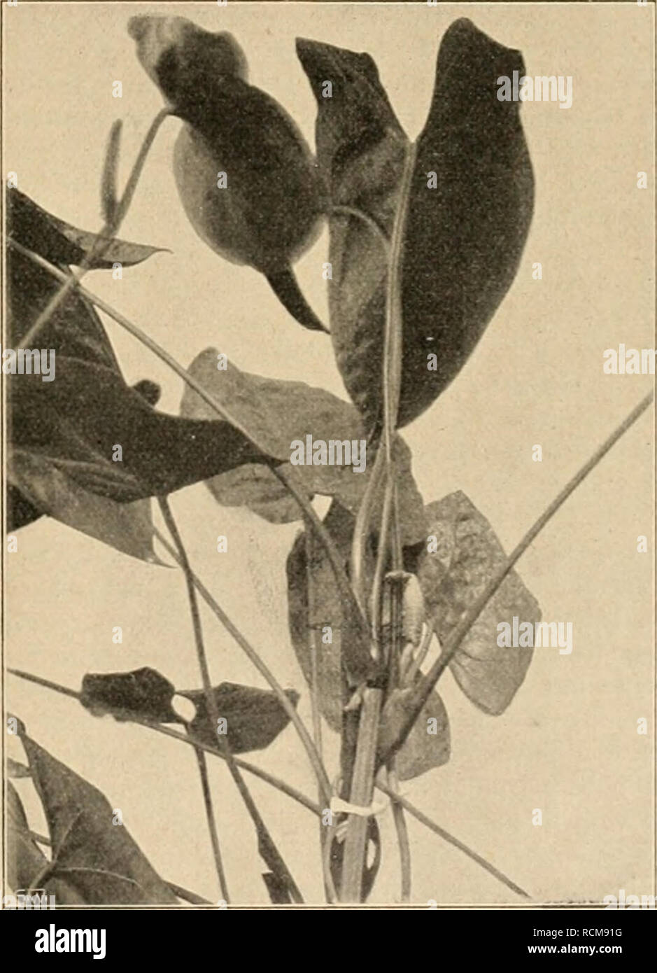 . Die Gartenwelt. Gardening. Schlingpflanzen. Anthurium Andreanum mit abnormen Blüten. Vom Verfasser für die „Gartenwelt" photogr. aufgenommen. möglichst freien Standort, woselbst er von benachbarten, stärker wachsenden Gehölzen nicht überwuchert wird, dabei aber doch vor den kalten Nord- und Oststürmen einen ge- wissen Schutz hat. Es ist dies ratsam, nicht wegen Frost- gefahr im Winter, sondern als Vorbeugung gegen Schaden durch stärkere Spätfröste, worunter die Deutzien im allge- meinen, besonders in ausgesprochen rauhen, feuchten Lagen, zu leiden haben. In Einzelstellung frei im Rasen, Stock Photo