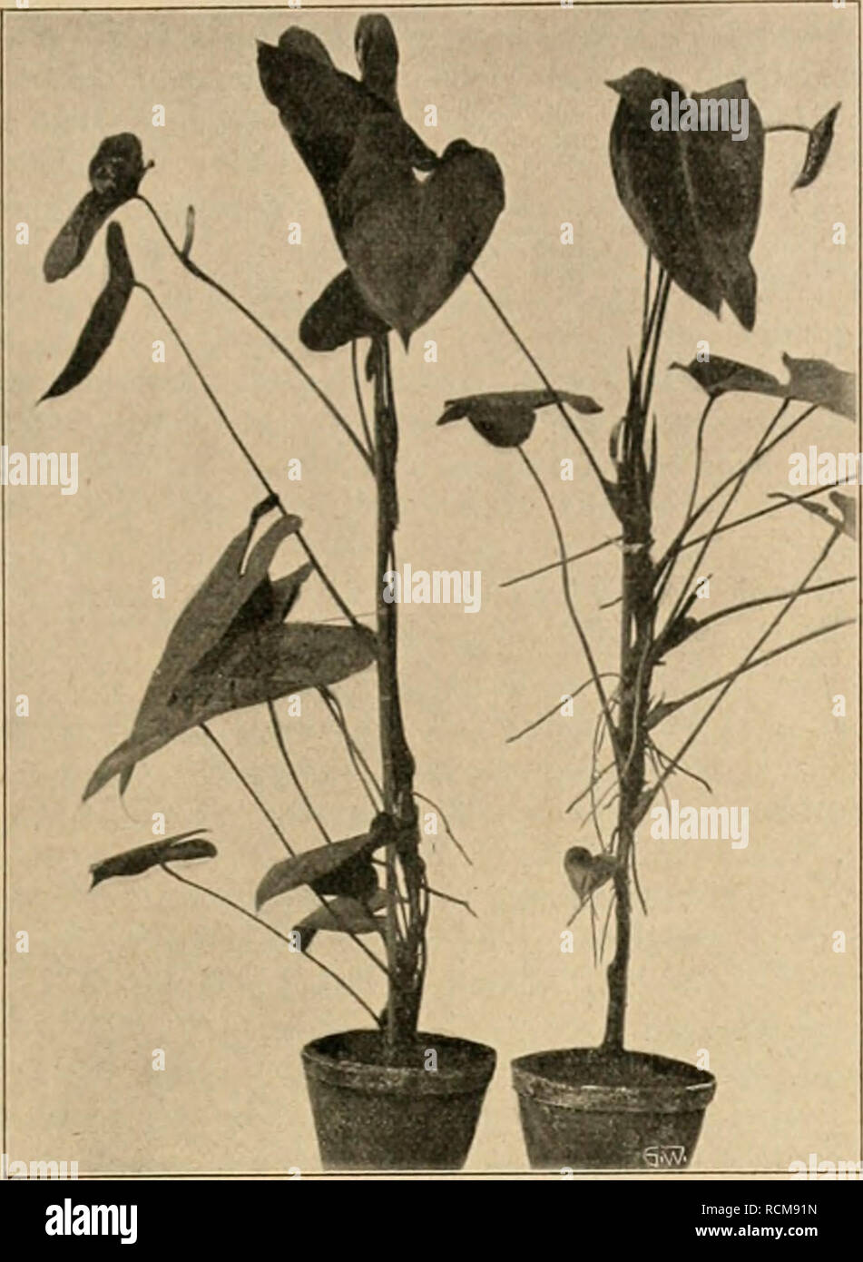 . Die Gartenwelt. Gardening. XVII, 44 Die Gartonwelt. 613. Schlingpflanzen. Anthurium Andreanum mit abnormen Blüten. Vom Verfasser für die „Gartenwelt" photogr. aufgenommen. möglichst freien Standort, woselbst er von benachbarten, stärker wachsenden Gehölzen nicht überwuchert wird, dabei aber doch vor den kalten Nord- und Oststürmen einen ge- wissen Schutz hat. Es ist dies ratsam, nicht wegen Frost- gefahr im Winter, sondern als Vorbeugung gegen Schaden durch stärkere Spätfröste, worunter die Deutzien im allge- meinen, besonders in ausgesprochen rauhen, feuchten Lagen, zu leiden haben. In Stock Photo