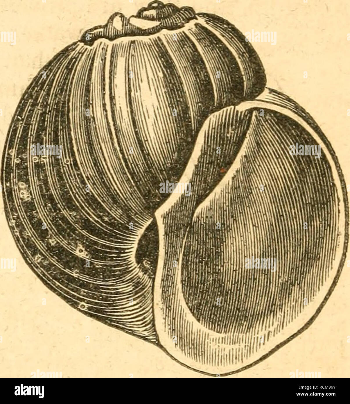 . Elements of conchology / Prepared for the use of schools and colleges. Mollusks. 41. The Phasiattella {Jig. 51) have an oblong or pointed shell ; the aperture is higher than it is wide, and furnished with a strong operculum ; the base of the columella is flatten- ed, but there is no umbilicus. These animals inhabit the Indian Ocean, and their shells are much sought after by collectors, on account of the beauty of Fig. 51. PHASIANELLA PICTA, their colours, 42. The shell of the Ampullaria {fig. 52) is round, ventri- cose, with a short spire, as in most of the Helices; the aperture is higher th Stock Photo