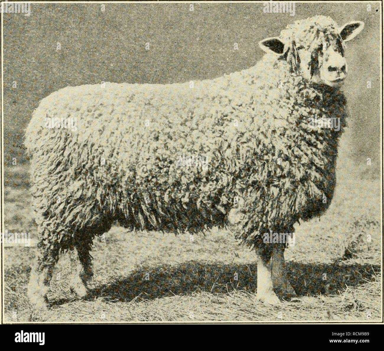 Sheep breed good for mutton and wool hires stock photography and
