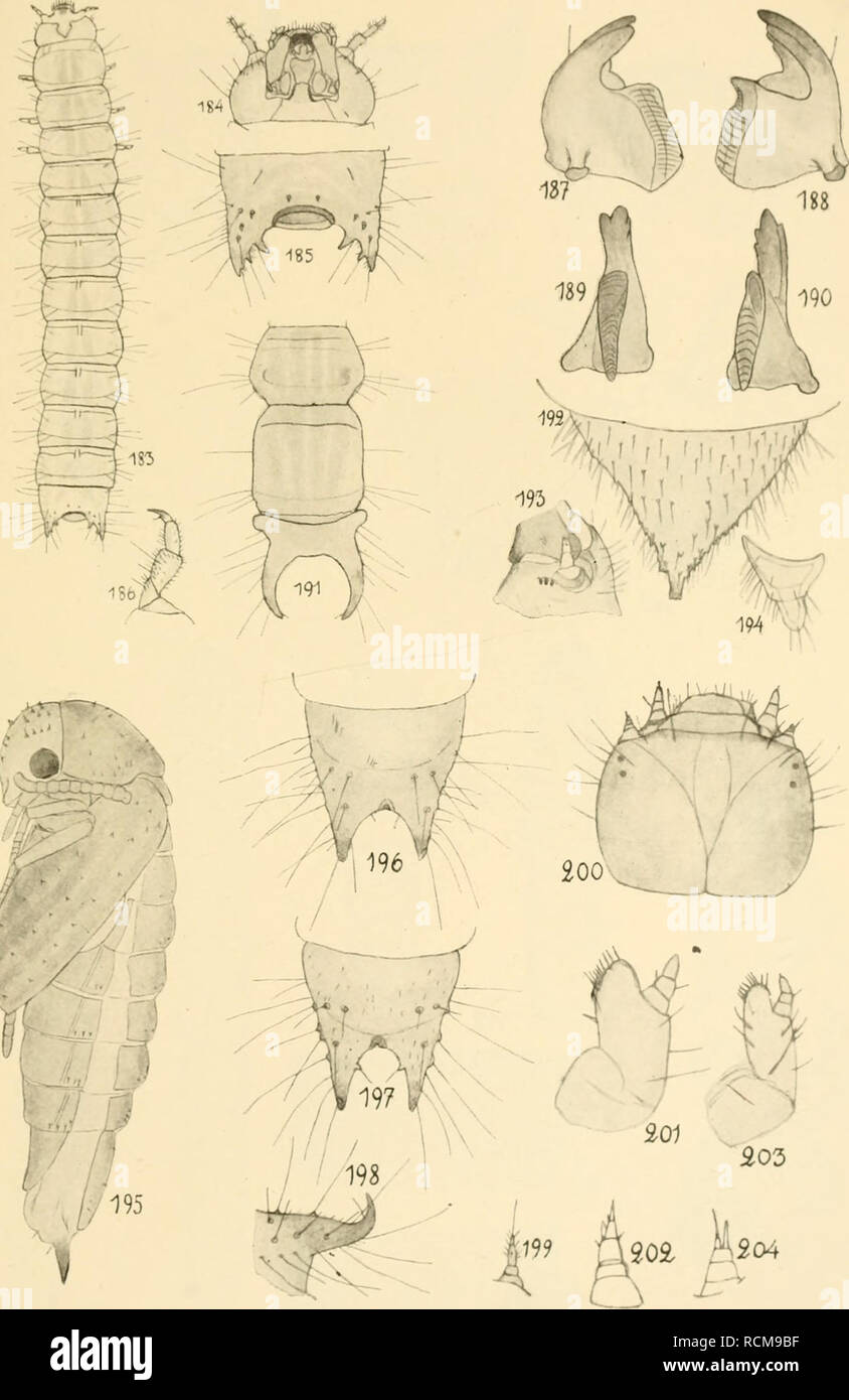 . Die fichtenkäfer Finnlands. Beetles. TAI'ia, XIV.. ^9 p^Ot ^^0, Auctor dcl. 183 — 100. Pytho nhicticuld J. S.milu. — 191. Pyrochroa pectinicornis L. — 192—195. Mordcllii nuicitlosa'Saf.z. — 196. Anaspis jrontnNx^.. — 197 — 199. Aiinspissp. — '2(M)-20'J. Okhcsiii fascialn Vak. - 20:5-204. Ahdrrii Uii^uttiila (VVLL.. Please note that these images are extracted from scanned page images that may have been digitally enhanced for readability - coloration and appearance of these illustrations may not perfectly resemble the original work.. Saalas, Uunio, 1882-; Tippmann Collection (North Carolina S Stock Photo