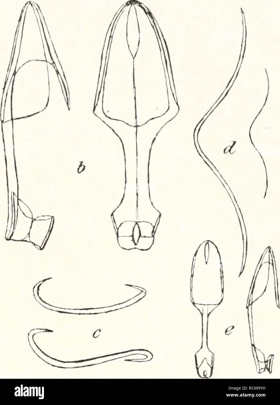 . Die Fauna südwest-Australiens. Ergebnisse der Hamburger südwest-australischen Forschungsreise 1905. Zoology -- Australia; Scientific expeditions -- Australia. Tetraxon ida. 297. Länge der oberen, sie ist niedrig und breit. Der Zahn hat etwa dieselbe Länge, ist durch eine breite Falx weit davon getrennt und steht etwas schräg zum Schaft. Er überragt nacli unten das Schaftende. Seine Verlängerung würde den unteren Rand des oberen Zahnes treffen. Die Seitenränder der oberen Flügelscheibe sind nicht so ausge- schweift, wie sie Hanitsch (1891, Taf. 5, Fig. 3) für EspereUa sor- dida zeichnet, oft  Stock Photo