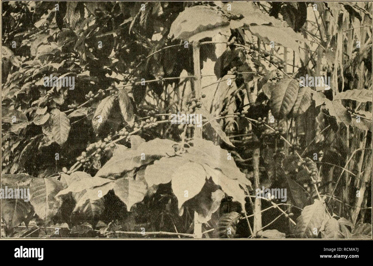 . Die Gartenwelt. Gardening. 456 Die Gartenwelt. XVIII, 34 baren Blüten die leuchtende Farbe fehlt, die Insekten zum Besuch zu verlocken, lassen sie denselben einen starken Duft entströmen. Und wegen dieses Wohlgeruches verdienen manche Winterblüher alle Beachtung. Die hier am meisten angepflanzten sind eiwa die folgenden: Buddleia asiatica Lour., von den Malayen stammend, formt einen hübschen, eleganten Strauch von l'a bis 2 m Höhe; die Zweige sind weichholzig, mit dickem Mark, daher leicht hängend oder rankend. Blätter oben schön grün, unten weißglänzend, bis 10 cm lang und 2 cm breit, gesti Stock Photo