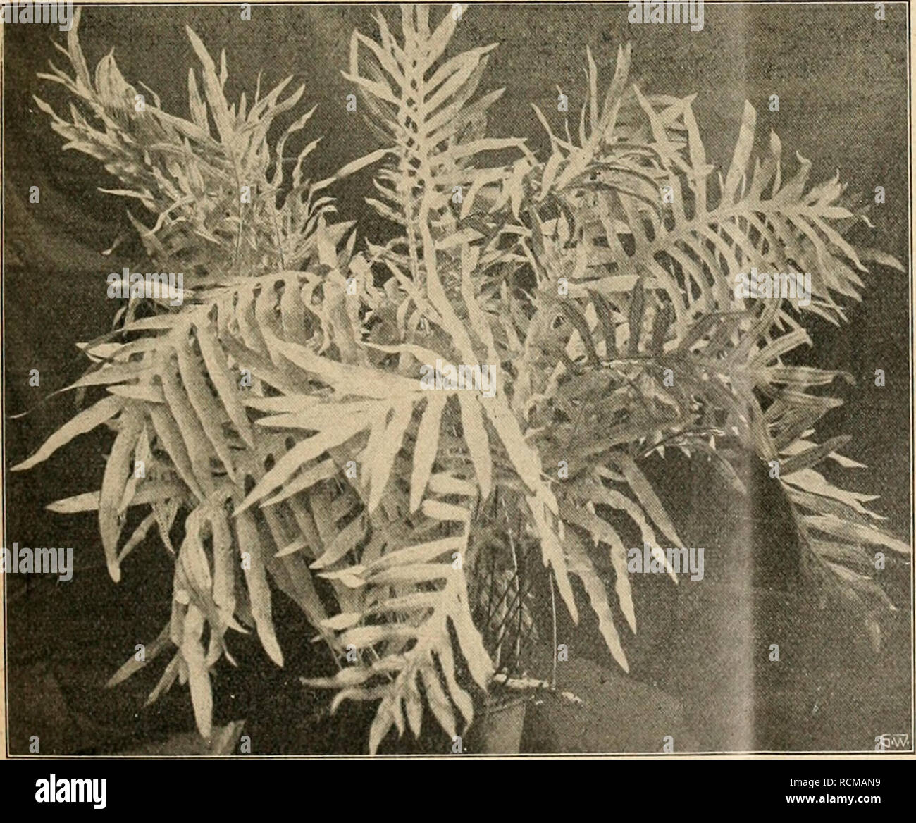 . Die Gartenwelt. Gardening. Pteris serrulata. Originalaufnahme für die