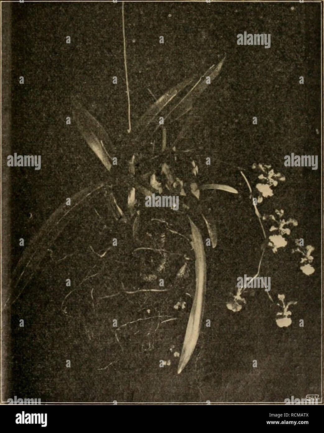 . Die Gartenwelt. Gardening. Oncidium spec, im zweiten Jahre in Zimmerkultur. sie mit Hilfe von humushaltigen Polypodiumfasern auf eine Farnstammscheibe (Stammquerschnitt) aufgesetzt. Bereits nach einem halben Jahre waren die neuen Triebe so stark entwickelt, wie dies die Abbildung S. 466 erkennen läßt; die beiden neu gebildeten Blätter übertrafen die importierten bereits an Größe. Mitte Januar 1911 stand die Pflanze bereits in voller Blüten- pracht, und zwar trug jede der Bulben zwei prächtige, voll- entwickelte Blumen von Elfenbeinfarbe und narzissenähnlichem Duft. Der die Fruktifikationsorg Stock Photo