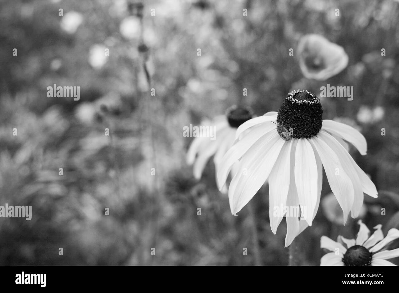 Rudbeckia flower - Black Eyed Susan - with a gorse shield bug nymph in a summer garden - monochrome processing Stock Photo