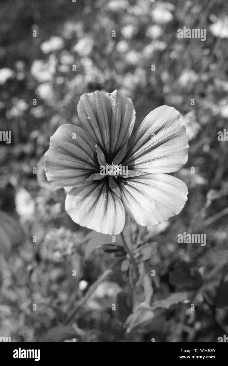 Malope trifida bloom grows in a pretty flower bed in summer - monochrome processing Stock Photo