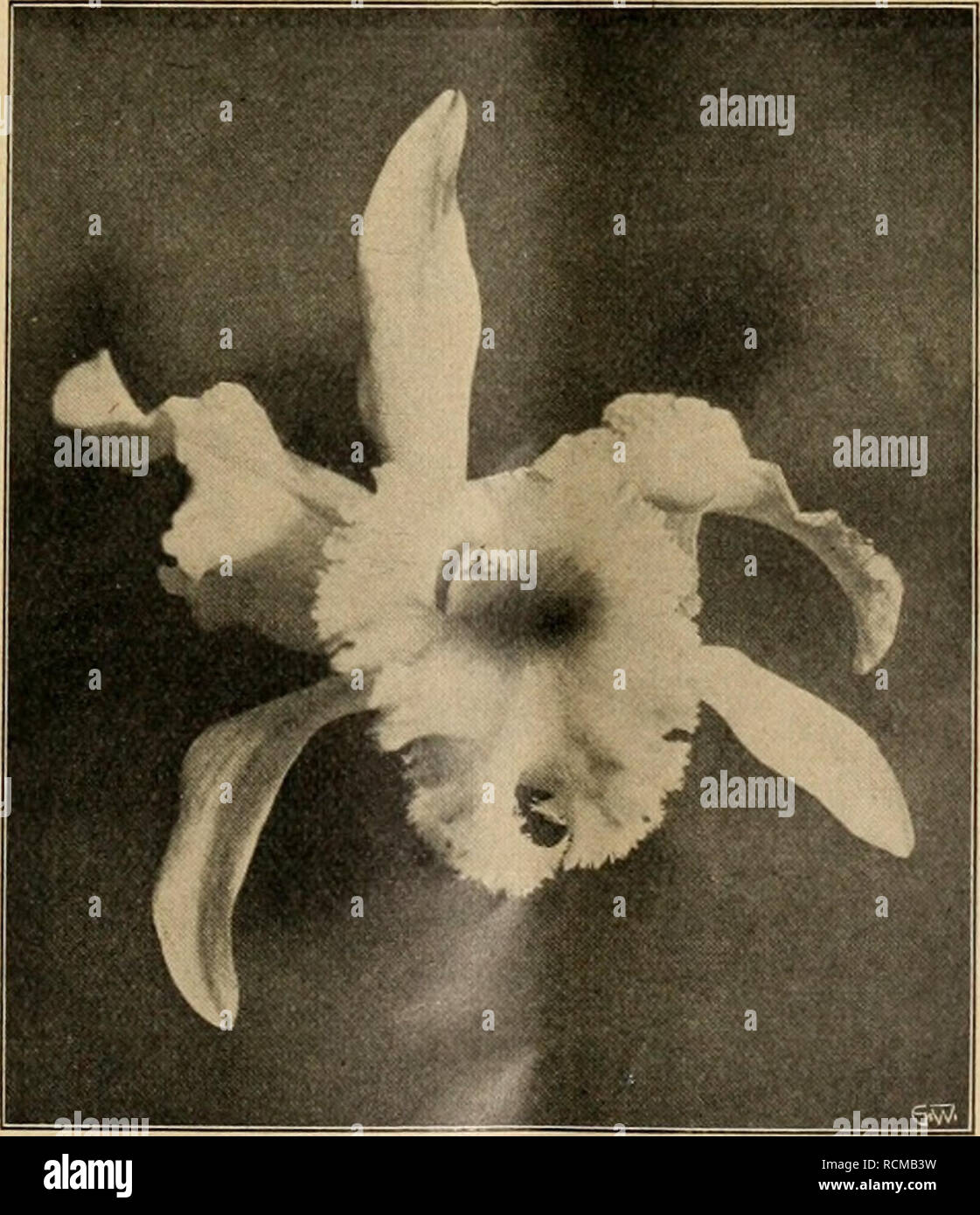 . Die Gartenwelt. Gardening. Brassocattleya Sedenii. Brassolaelia