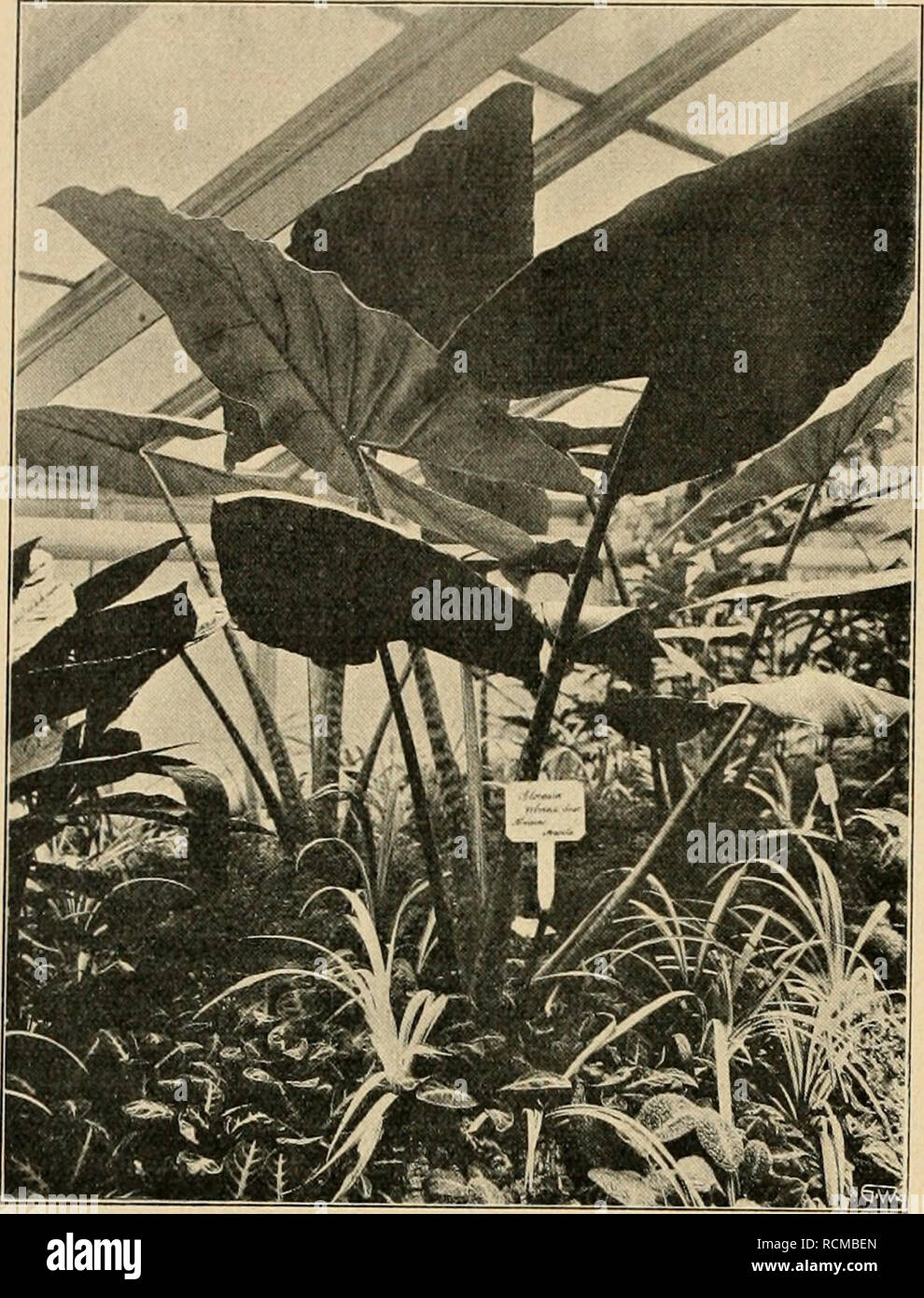 . Die Gartenwelt. Gardening. 340 Die G a r t e 11 w e 11. XV, 25. Alocasia zebrina. zu beschreiben, man kann sie vielleicht am ehesten noch als grünlich purpurbraunrot mit Metallglanz bezeichnen. Diese Art geht auch unter dem Namen Alocasia metallica Hook, (nicht Schott.) und wurde im Bot. Mag., Tafel 5190, ab- gebildet. Sie wurde 1859 aus Borneo eingeführt und ist wie die vorhergehende eine ursprüngliche Art und nicht eine Gartenzüchtung, wie man leicht vermuten könnte. Alocasia intermedia hört. (Abb. Seite 342 unten), ist eine Kreuzung, hervorgegangen aus A. Veitchii Schott., welche eine For Stock Photo